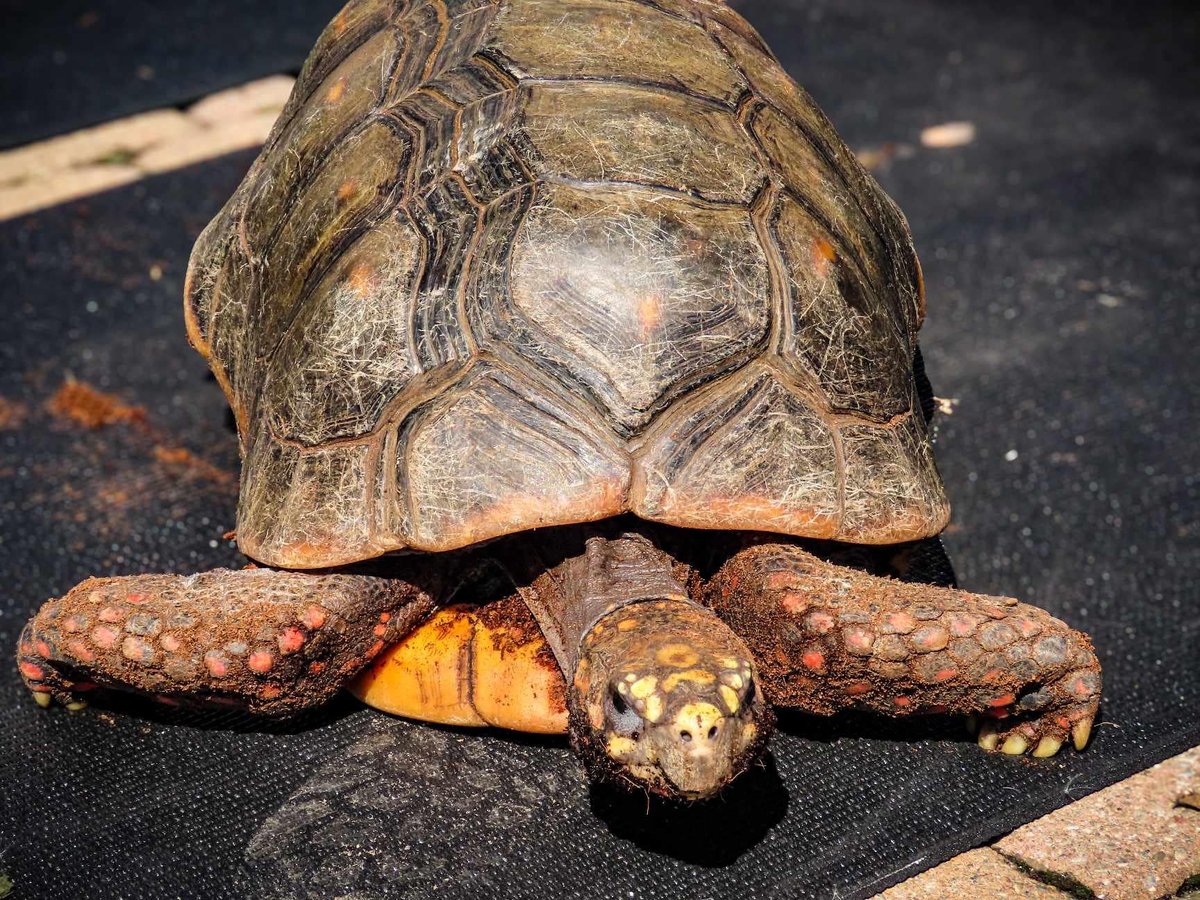 Preuss Pets turtle